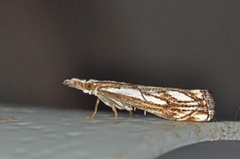 Catoptria falsella (Chequered Grass-veneer)