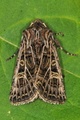 Tholera decimalis (Feathered Gothic)