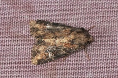 Mesapamea (Grasengfly)