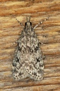 Eudonia truncicolella (Ground-moss Grey)