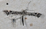 Amblyptilia punctidactyla (Svinerotfjærmøll)