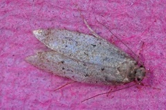 Pseudotelphusa paripunctella