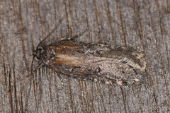 Exaeretia ciniflonella