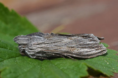 Cucullia lucifuga (Svevehettefly)