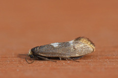 Incurvaria pectinea (Pale Feathered Bright)