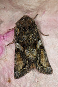 Lacanobia contigua (Broket lundfly)