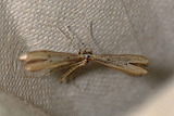 Hellinsia tephradactyla (Prikkfjærmøll)