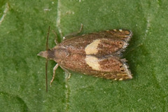 Dichrorampha petiverella (Hesteskorotvikler)