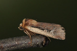 Ochropleura plecta (Flame Shoulder)