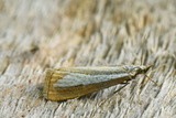 Catoptria margaritella (Perlemornebbmott)