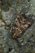 Assara terebrella (Dark Spruce Knot-horn)