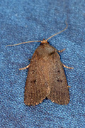 Amphipyra tragopoginis (Mouse Moth)