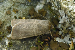 Standfussiana lucernea (Northern Rustic)