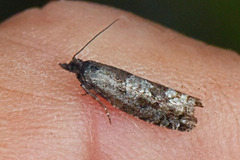 Epinotia indecorana (Dvergbjørkkveldvikler)