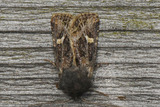Celaena haworthii (Svart sumpfly)