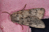 Epipsilia grisescens