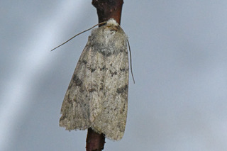 Epipsilia grisescens