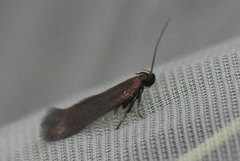 Gelechiinae M. tenebrella/E. unicolorella
