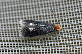 Ectoedemia septembrella (Hypericum Pygmy)