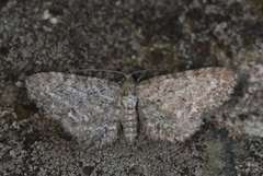 Eupithecia (Dvergmålere)