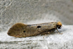 Tinea trinotella (Punktreirmøll)