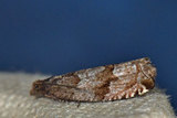 Gypsonoma nitidulana (Grå kvistvikler)