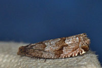 Gypsonoma nitidulana (Grå kvistvikler)