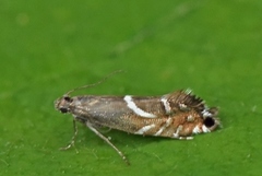 Glyphipterix equitella (Stonecrop Fanner)