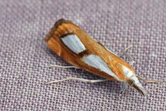 Catoptria pinella (Pearl Grass-veneer)