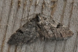 Eupithecia conterminata (Taigadvergmåler)