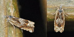 Eucosma aspidiscana (Mørk gullrisengvikler)