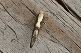 Argyresthia conjugella (Apple Fruit Moth)