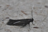Monochroa tenebrella (Common Plain Neb)