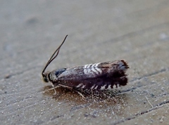 Grapholita compositella (Triple-stripe Piercer)