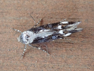 Mompha divisella (Neat Cosmet)