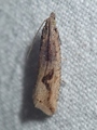 Bactra lacteana (Starrsumpvikler)