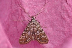 Elophila nymphaeata (Brown China-mark)