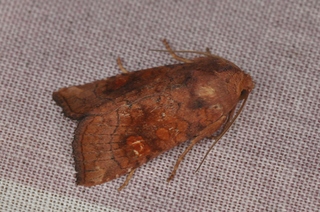 Amphipoea crinanensis (Kyststengelfly)