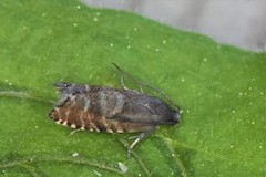 Cydia strobilella (Spruce Seed Moth)