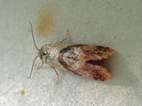 Cochylidia subroseana
