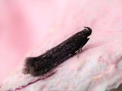 Monochroa lutulentella (Black Neb)