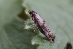 Epermenia chaerophyllella (Vårtannmøll)