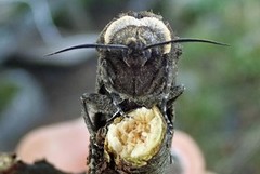 Cossus cossus (Løvtredreper)