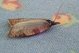Sparganothis rubicundana (Fjellnebbvikler)