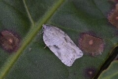 Acleris logiana (Grey Birch Button)