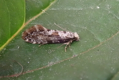 Nemaxera betulinella (Golden-speckled Clothes Moth)