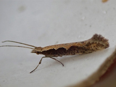 Diamond-back Moth (xylostella)