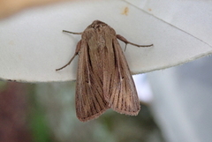 Leucania comma (Kommagressfly)