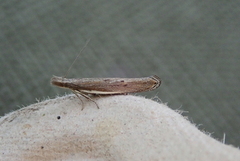 Sophronia semicostella (White-shouldered Sober)
