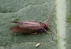 Haplotinea insectella (Drab Clothes Moth)